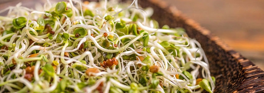 جوانه های پر خاصیت برای سلامتی